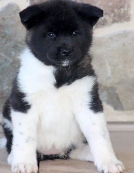 Breathtaking Akita puppies for sale