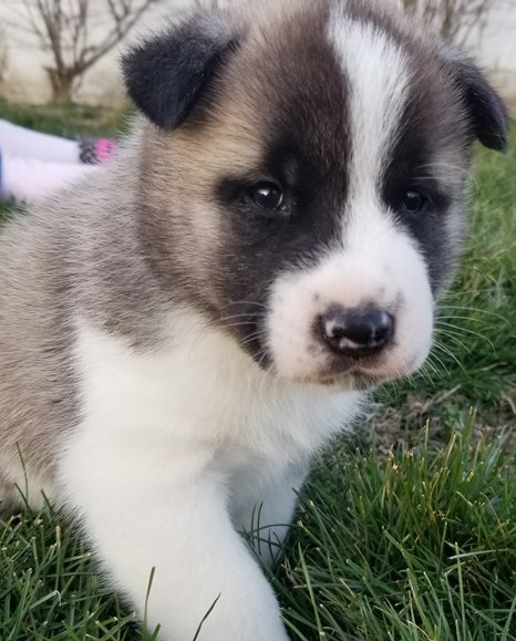 Magnificent Akita puppies for sale