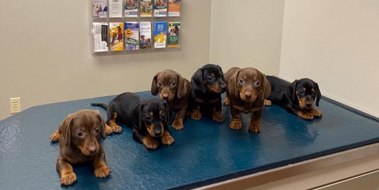 Dachshund puppies