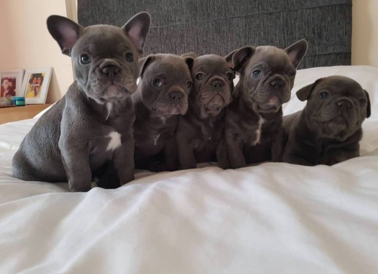 Blue French Bulldog Puppies