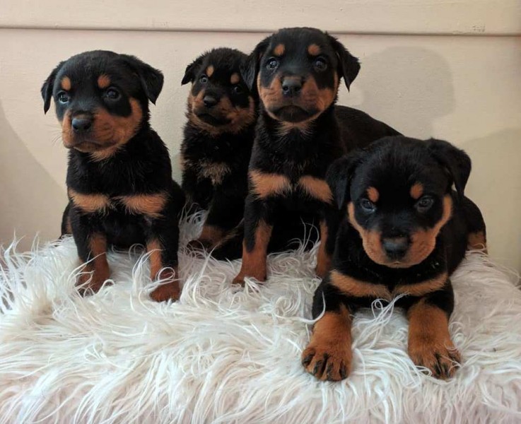 Rottweiler Puppies of prefect quality.