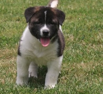 Enthusiastic Akita puppies for sale