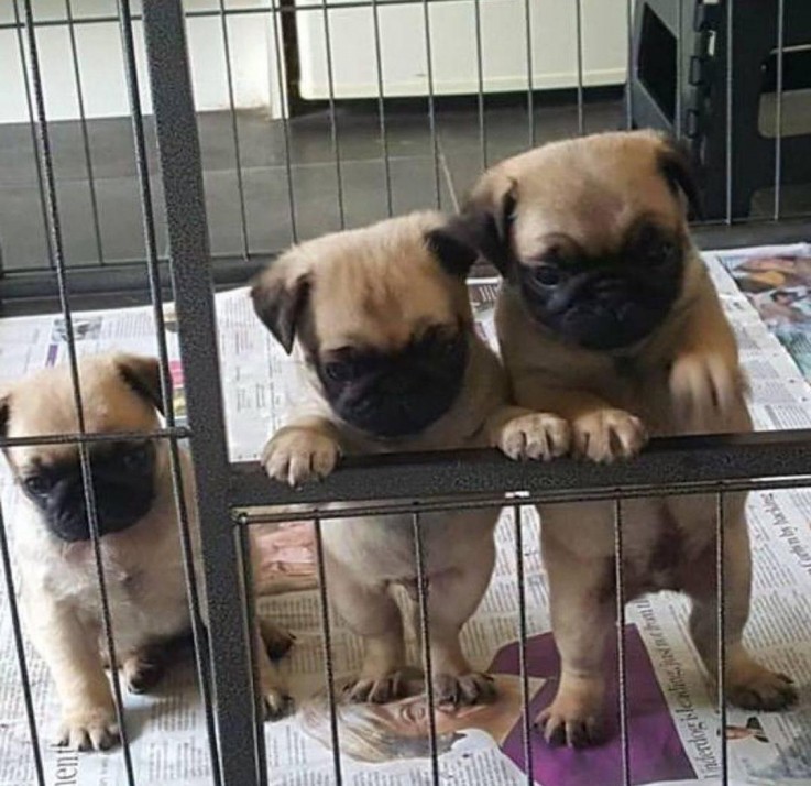 Special Pug Puppies for your family.