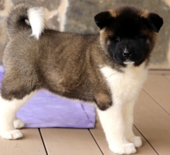 Affectionate Akita puppies for sale 