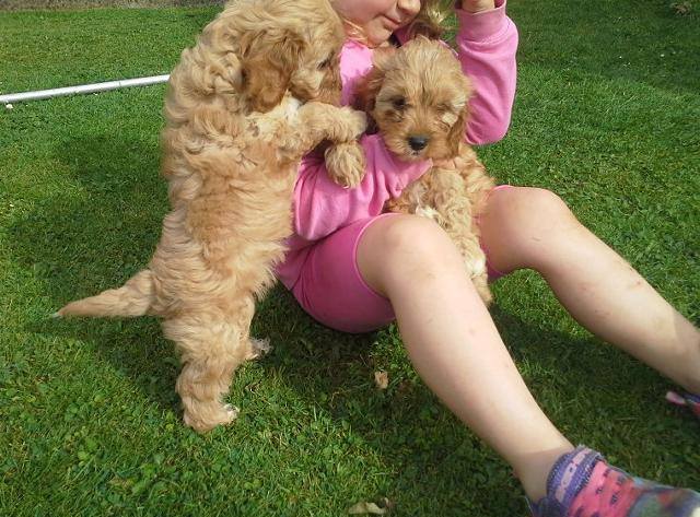 Cavachon puppies