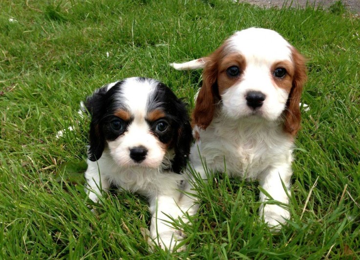 Cavalier King Charles Spaniel puppies