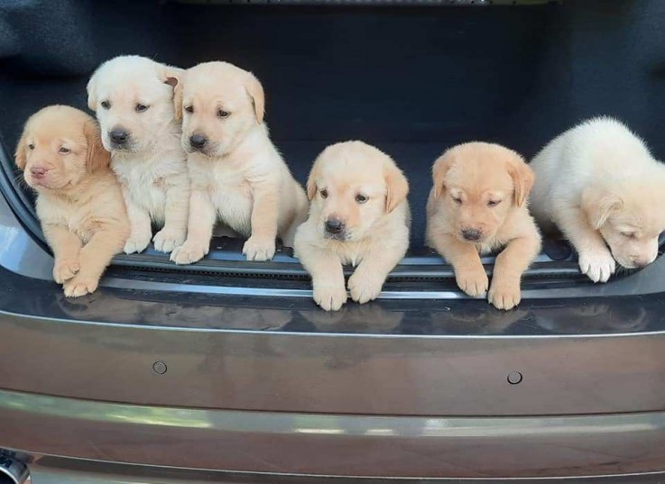 Labrador puppies