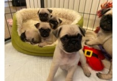 pug puppies