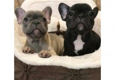 French Bulldog puppies