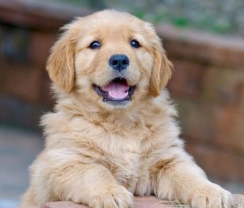 Golden Retriever Puppies For Sale