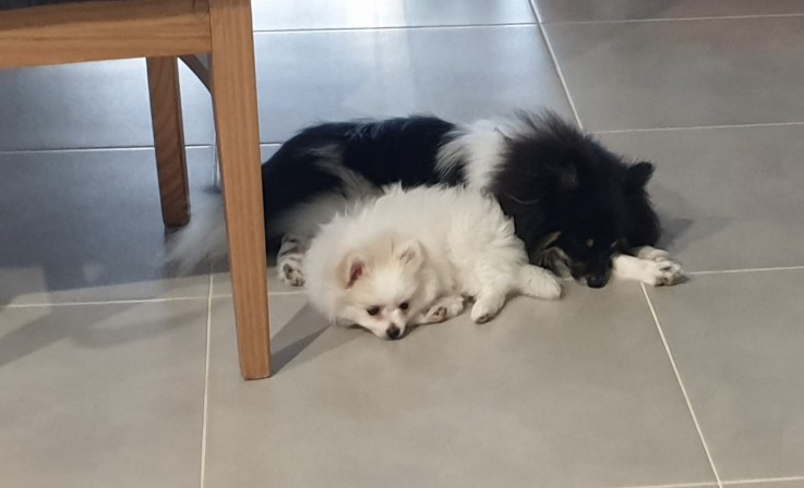 Male & Female Pomeranian Poms