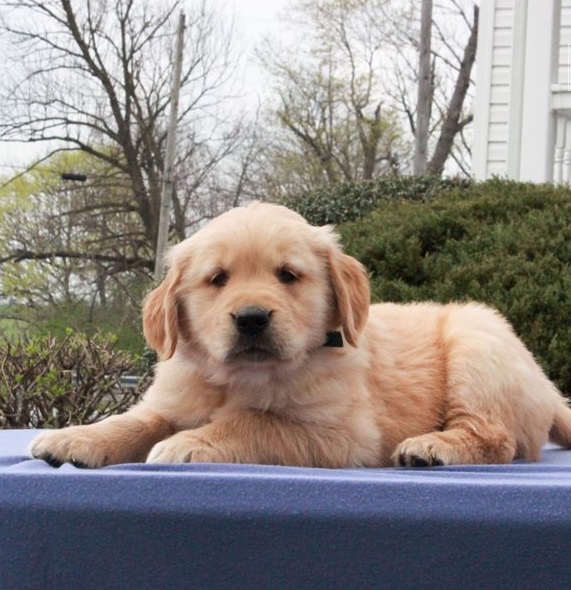 Golden Retriever Puppies For Sale