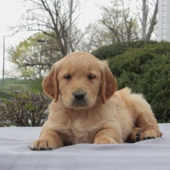 Golden Retriever Puppies For Sale