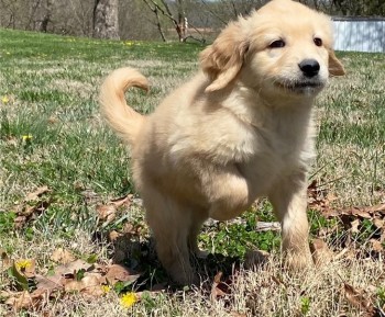 Golden Retriever Puppies For Sale