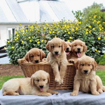 Golden Retriever Puppies For Sale