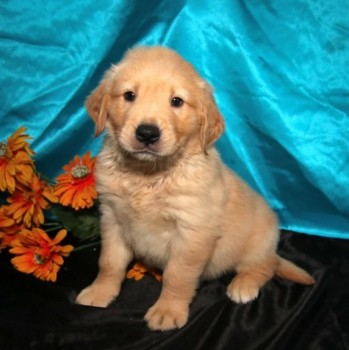 Golden Retriever Puppies For Sale