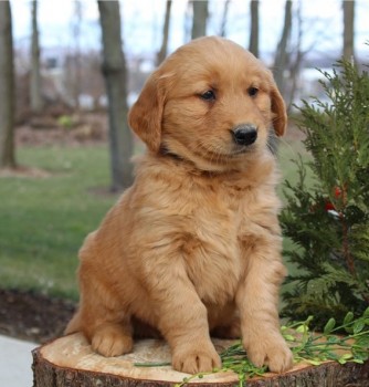 Golden Retriever Puppies For Sale