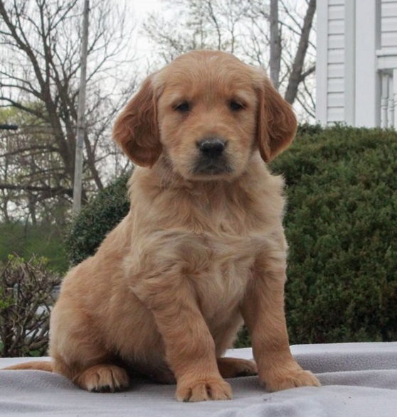 Golden Retriever Puppies For Sale