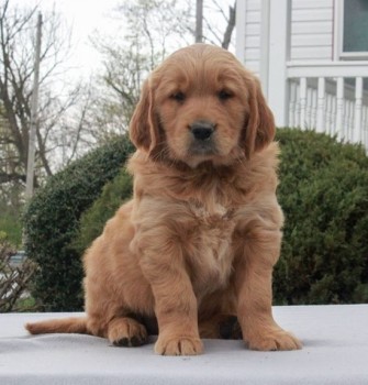 Golden Retriever Puppies For Sale