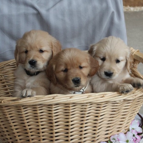 Golden Retriever Puppies For Sale