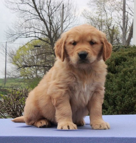 Golden Retriever Puppies For Sale