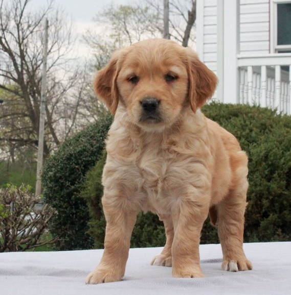 Golden Retriever Puppies For Sale