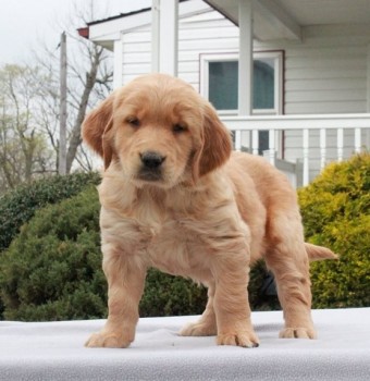 Golden Retriever Puppies For Sale