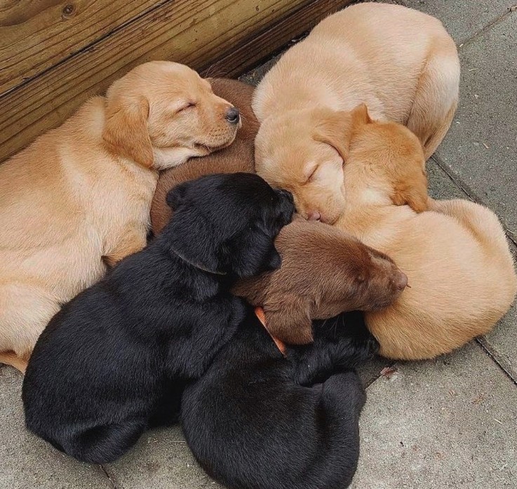 Adorable Labradore Retriever Puppies