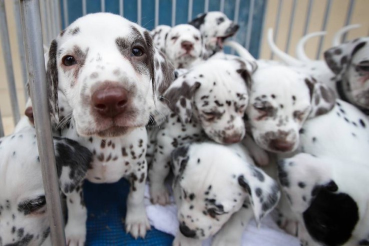 Dalmatian puppies for sale