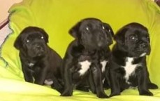 Cane Corso puppies