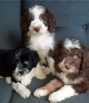 Aussiedoodle puppies