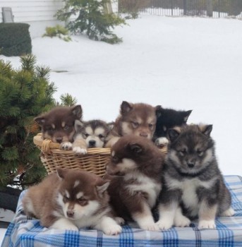 Alaskan Malamute puppies