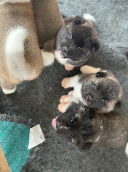 American Akita Puppies