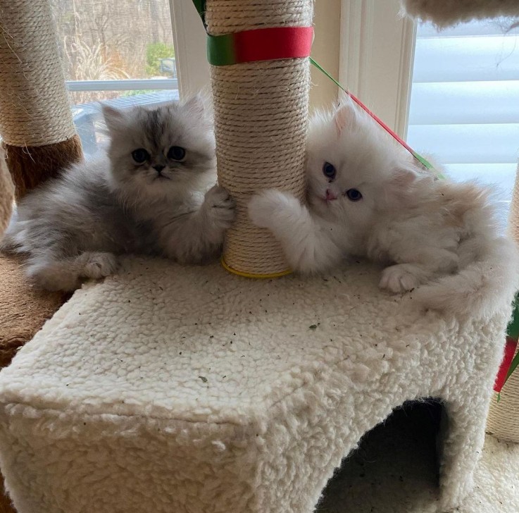 Persian kittens