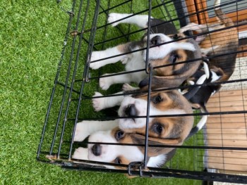 Beagle Puppies For Sale