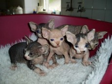 Charming Sphynx Kittens  