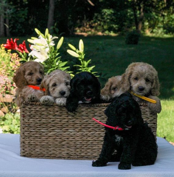 Cockapoo Puppies needs a new family.