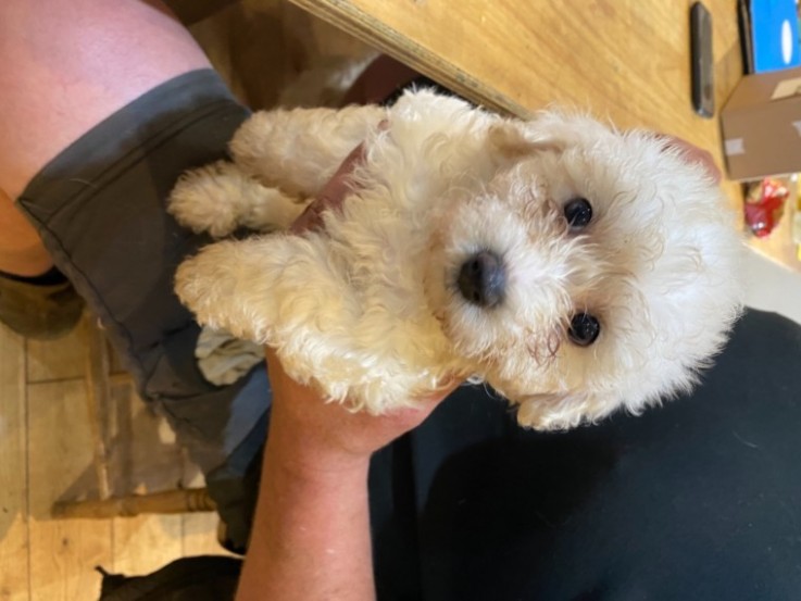 Beautiful Bichon Frise