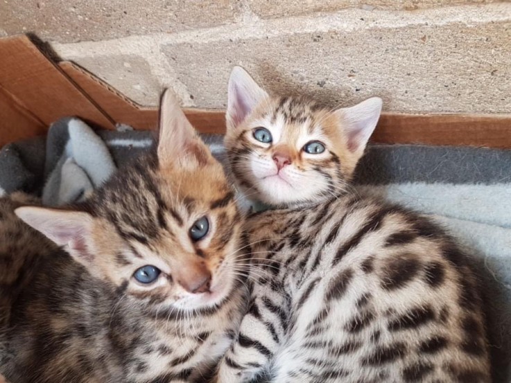 Bengal kitten for sale 