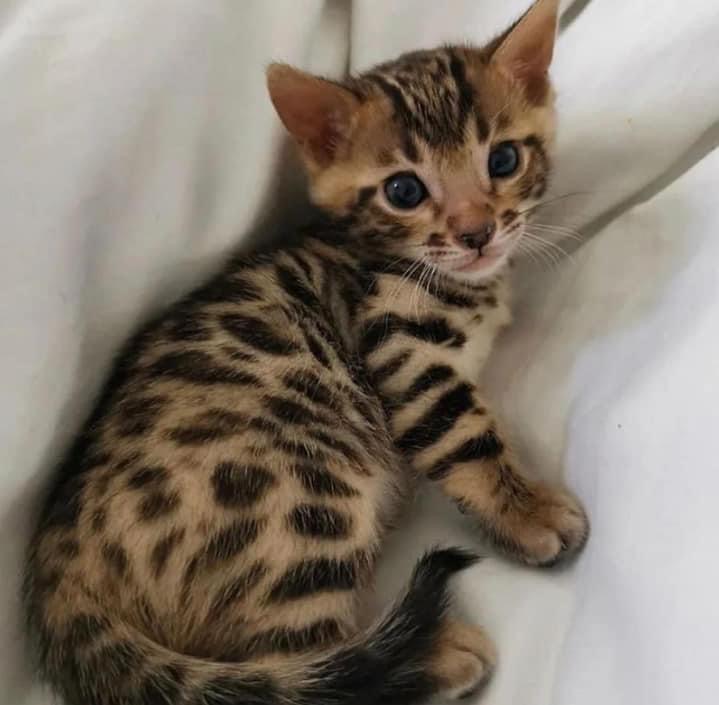 Bengal kitten for sale 