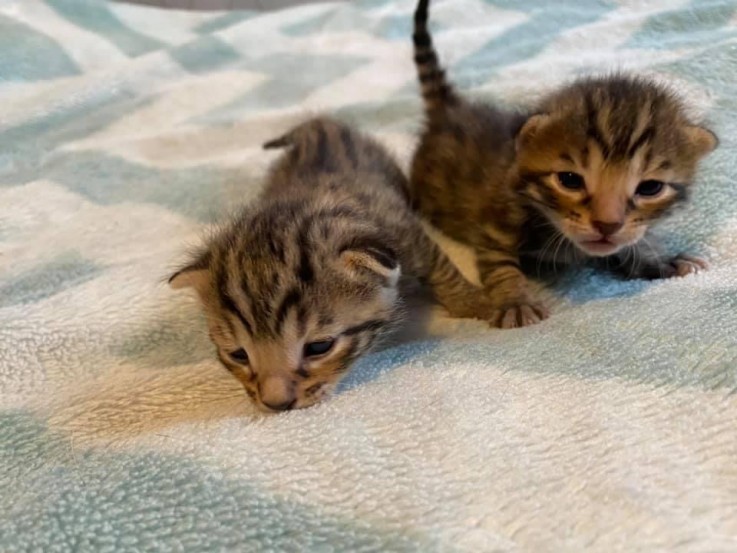 Bengal kitten for sale 