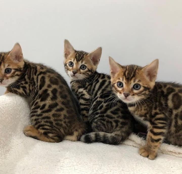 Bengal kitten for sale 