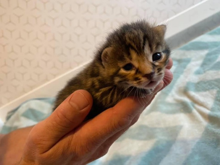 Bengal kitten for sale 