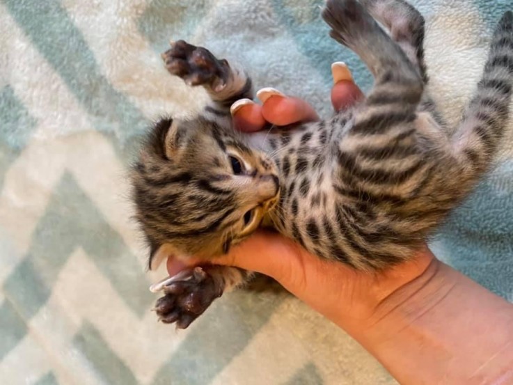 Bengal kitten for sale 