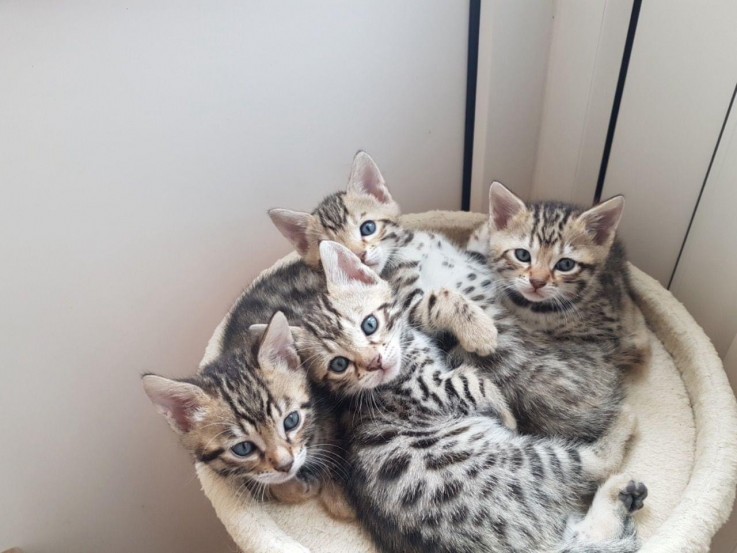 Bengal kitten for sale 