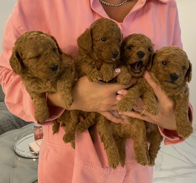 Toy Poodle puppies for adoption 