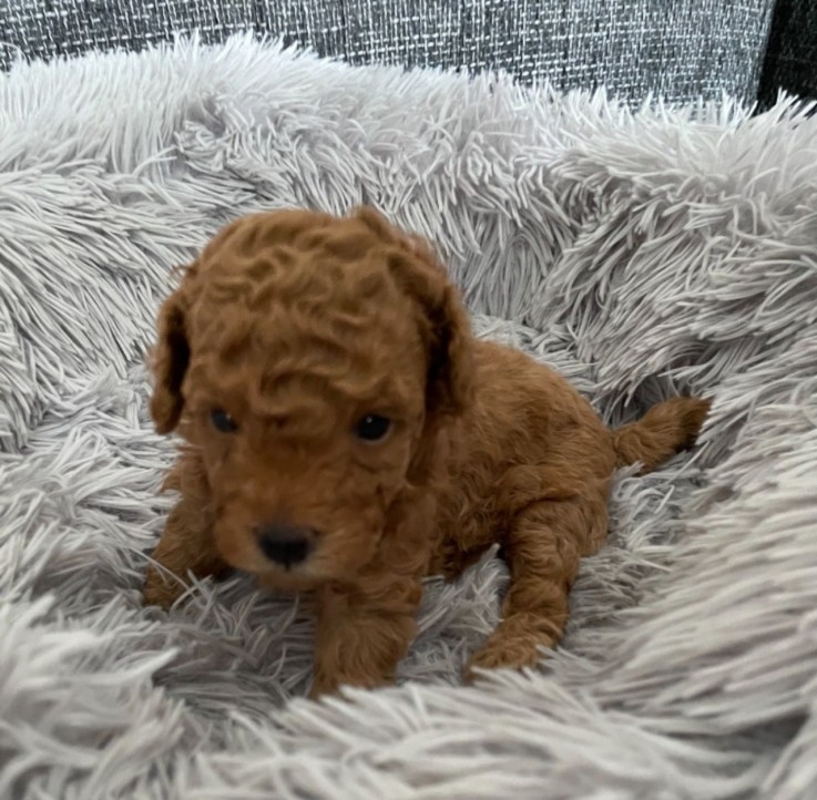 Toy Poodle puppies for adoption 