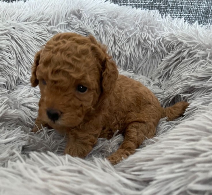 Toy Poodle puppies for adoption 