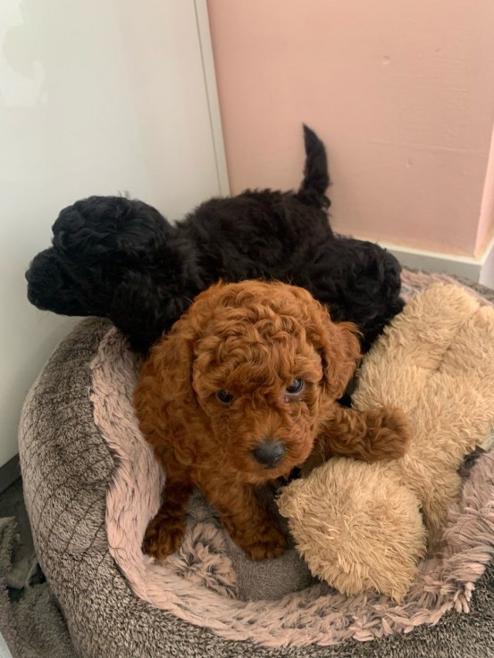 Toy Poodle puppies for sale 