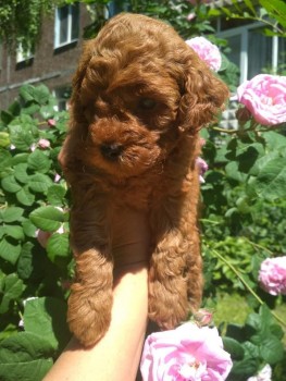 Toy Poodle puppies for sale 